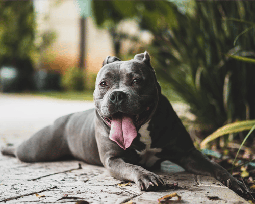 Dog Bite Lawsuit